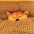 王若蕾